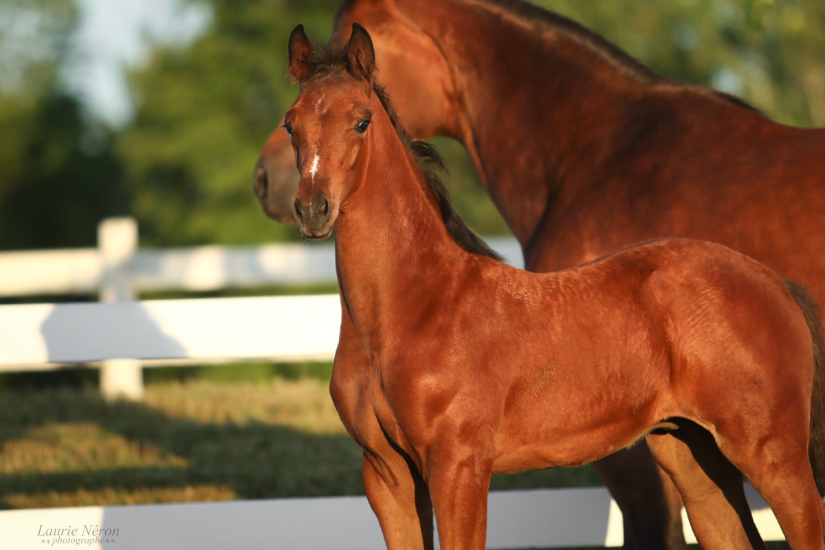 Sales Canadream Farm Breeder of Top KWPN Dressage Horses