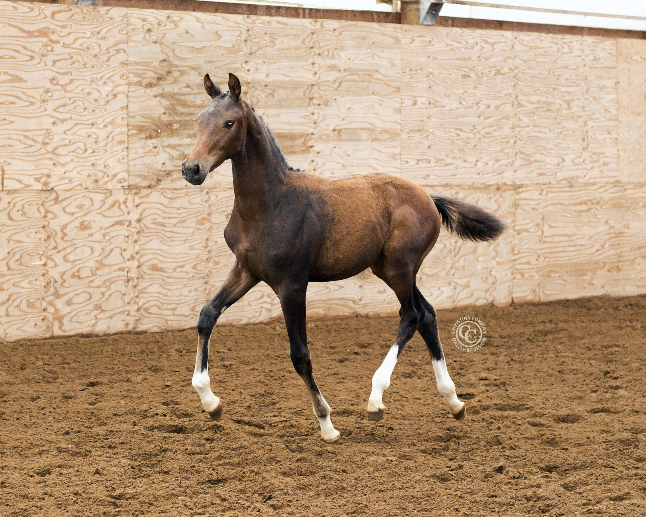 Sales - Canadream Farm | Breeder of Top KWPN Dressage Horses